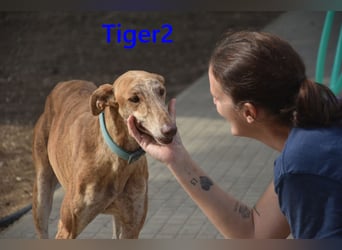 Tiger2 geb. 03/2023 (ESP) - wunderschöner Galgo sucht liebevolles Zuhause!