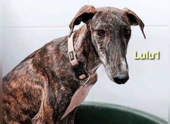 Lulu1 geb. 02/2025 (ESP) - sympathisches und fröhliches Galgo Mädchen!