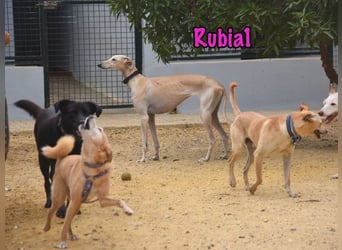 Rubia1 geb. 04/2024 (ESP) - soziale und süße, junge Galga sucht das Glück!