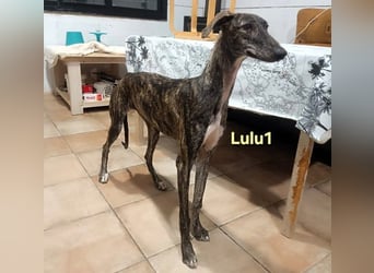 Lulu1 geb. 02/2025 (ESP) - sympathisches und fröhliches Galgo Mädchen!