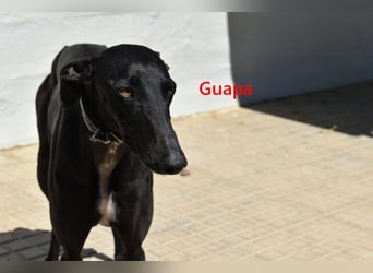 Guapa geb. 03/2024 (ESP) - soziale, wunderschöne Galga sucht Pflegestelle oder Zuhause!
