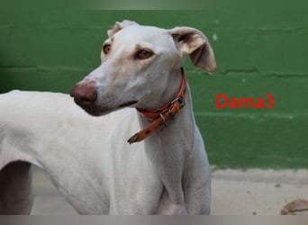 Dama3 geb. 11/2024 (ESP) - wunderschöne, unglaublich liebevolle Galga auf der Suche!