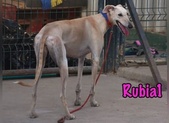 Rubia1 geb. 04/2024 (ESP) - soziale und süße, junge Galga sucht das Glück!
