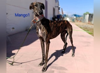Mango1 geb. 09/2022 (ESP) - sanfter Galgo auf der Suche nach dem Glück!