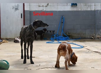Sevillana geb. 05/2020 (ESP) - ruhige und soziale Galga sucht ihr langverdientes Glück!
