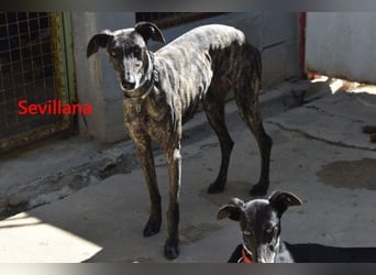 Sevillana geb. 05/2020 (ESP) - ruhige und soziale Galga sucht ihr langverdientes Glück!