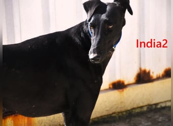India2 geb. 07/2023 (ESP) - sehr freundliche und soziale, hübsche Galga!