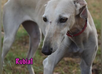 Rubia1 geb. 04/2024 (ESP) - soziale und süße, junge Galga sucht das Glück!