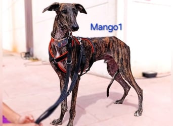 Mango1 geb. 09/2022 (ESP) - sanfter Galgo auf der Suche nach dem Glück!