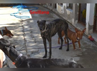 Sevillana geb. 05/2020 (ESP) - ruhige und soziale Galga sucht ihr langverdientes Glück!