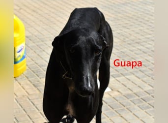 Guapa geb. 03/2024 (ESP) - soziale, wunderschöne Galga sucht Pflegestelle oder Zuhause!