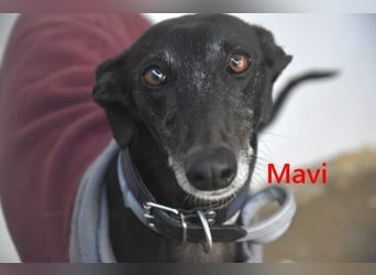 Mavi geb. 09/2023 (ESP) - zierliche Galga sucht Zuhause oder Pflegestelle!