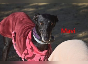 Mavi geb. 09/2023 (ESP) - zierliche Galga sucht Zuhause oder Pflegestelle!