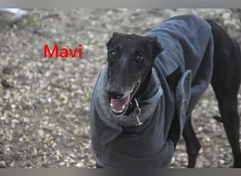 Mavi geb. 09/2023 (ESP) - zierliche Galga sucht Zuhause oder Pflegestelle!
