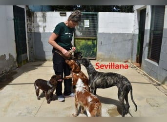 Sevillana geb. 05/2020 (ESP) - ruhige und soziale Galga sucht ihr langverdientes Glück!