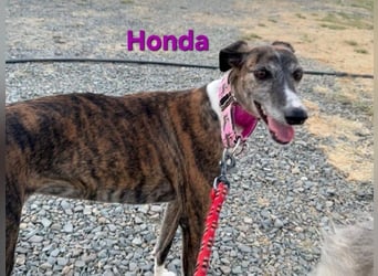 Honda geb. 12/2022 (ESP) - zierliche, liebevolle Galga die so viel mehr verdient hat!