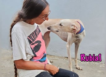 Rubia1 geb. 04/2024 (ESP) - soziale und süße, junge Galga sucht das Glück!
