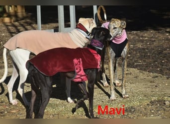 Mavi geb. 09/2023 (ESP) - zierliche Galga sucht Zuhause oder Pflegestelle!