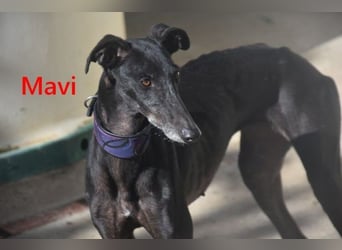 Mavi geb. 09/2023 (ESP) - zierliche Galga sucht Zuhause oder Pflegestelle!