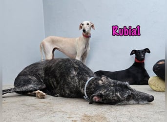 Rubia1 geb. 04/2024 (ESP) - soziale und süße, junge Galga sucht das Glück!