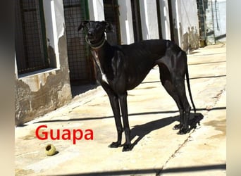 Guapa geb. 03/2024 (ESP) - soziale, wunderschöne Galga sucht Pflegestelle oder Zuhause!