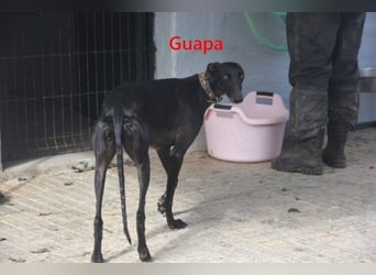 Guapa geb. 03/2024 (ESP) - soziale, wunderschöne Galga sucht Pflegestelle oder Zuhause!