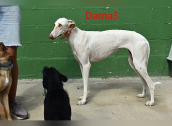 Dama3 geb. 11/2024 (ESP) - wunderschöne, unglaublich liebevolle Galga auf der Suche!