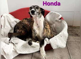Honda geb. 12/2022 (ESP) - zierliche, liebevolle Galga die so viel mehr verdient hat!