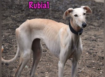Rubia1 geb. 04/2024 (ESP) - soziale und süße, junge Galga sucht das Glück!