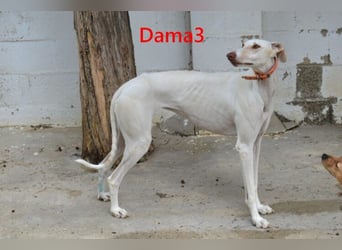 Dama3 geb. 11/2024 (ESP) - wunderschöne, unglaublich liebevolle Galga auf der Suche!