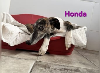 Honda geb. 12/2022 (ESP) - zierliche, liebevolle Galga die so viel mehr verdient hat!