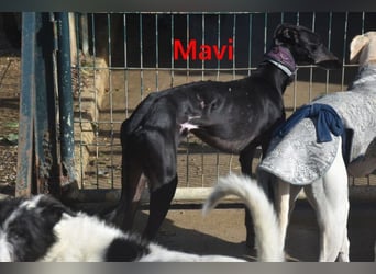 Mavi geb. 09/2023 (ESP) - zierliche Galga sucht Zuhause oder Pflegestelle!