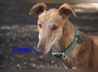 Tiger2 geb. 03/2023 (ESP) - wunderschöner Galgo sucht liebevolles Zuhause!