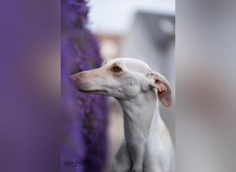 FRAMBUESA  in  74229 Degmarn