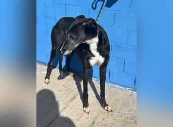 KATA die feine Galga