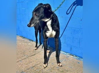 KATA die feine Galga