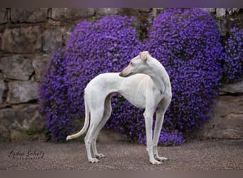 FRAMBUESA  in  74229 Degmarn