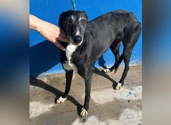 KATA die feine Galga