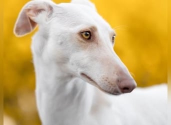 FRAMBUESA  in  74229 Degmarn