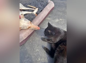 FRAMBUESA  in  74229 Degmarn