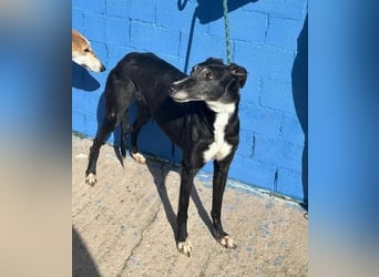 KATA die feine Galga