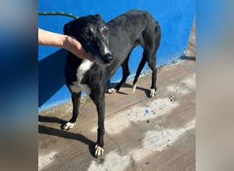 KATA die feine Galga