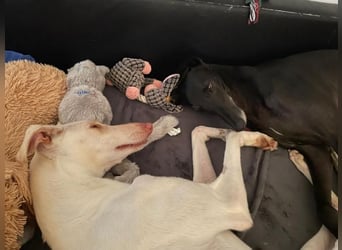 FRAMBUESA  in  74229 Degmarn