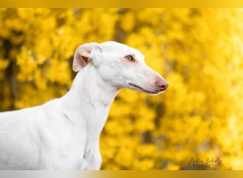 FRAMBUESA  in  74229 Degmarn