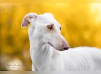 FRAMBUESA  in  74229 Degmarn