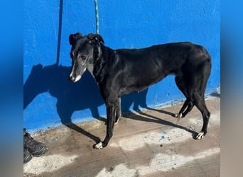 KATA die feine Galga