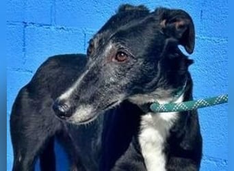 KATA die feine Galga