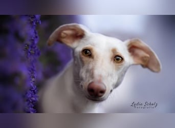 FRAMBUESA  in  74229 Degmarn