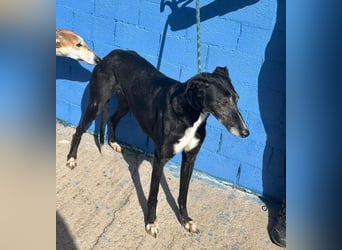 KATA die feine Galga