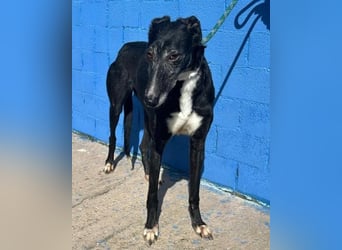 KATA die feine Galga